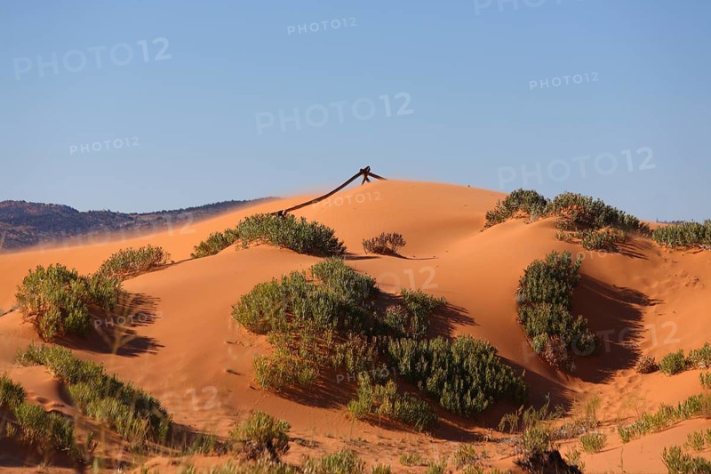 Reserve Coral Pink sand dunes in the U.S.. Soft pink sand dunes and shrubs hardy