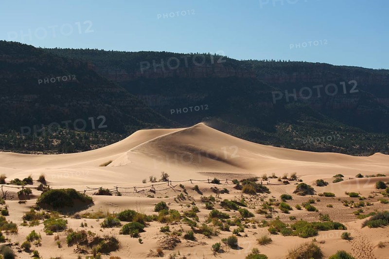 Reserve Coral Pink sand dunes in the U.S.. Low bushes prominently stand out against a pink-orange sand