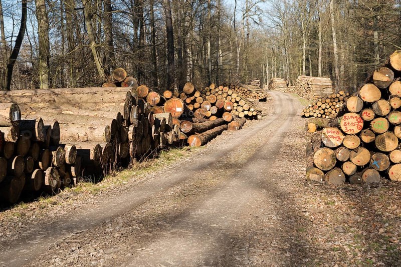 Forestry after Cyclone Friederike, near Oberweser, Weser Uplands, Weserbergland, Hesse, Germany
