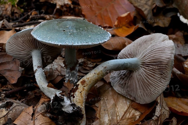 Green-spotted mushroom (Stropharia aeruginosa), Lower Franconia, Bavaria, Germany
