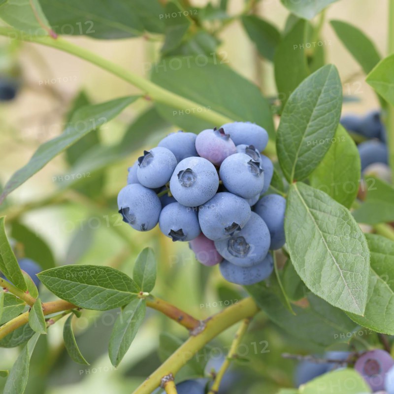 Blueberry (Vaccinium corymbosum 'Patriot'), Bundessorteamt, Marquardt testing centre, Marquardt, Brandenburg, Germany