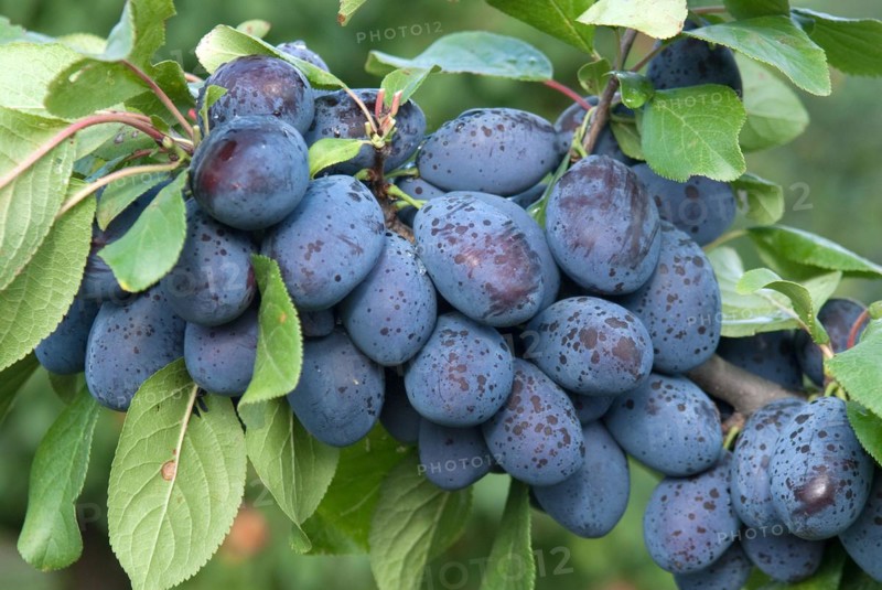 Plum (Prunus domestica 'Jojo'), Bundessortenamt Prüfstelle Marquardt, Marquardt, 81