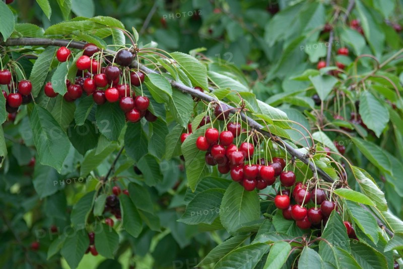 Sweet cherry (Prunus avium 'Bianca'), Bundessorteamt, Marquardt testing centre, Marquardt, 81