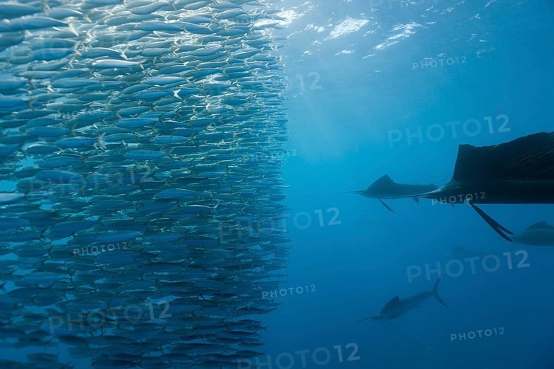 Atlantic grouper hunting sardines, Istiophorus albicans, Isla Mujeres, Yucatan Peninsula, Caribbean, Mexico