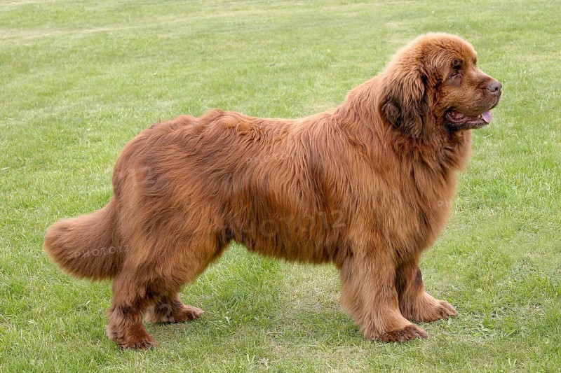 The portrait of Newfoundland brown dog in the garden