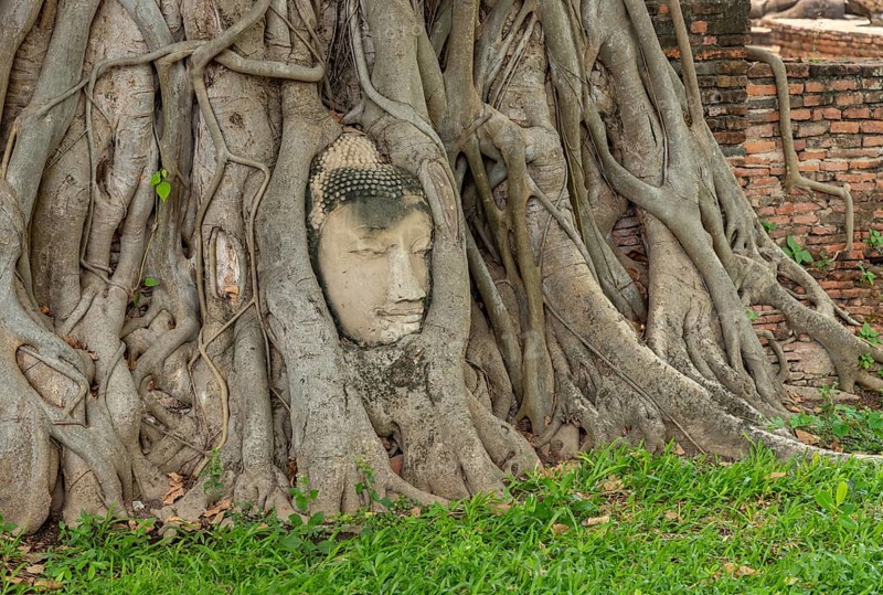 A picture of the famous Buddha face in dodhi tree roots at the Wat Mahathat Temple