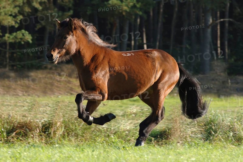 Icelandic horse at a gallop