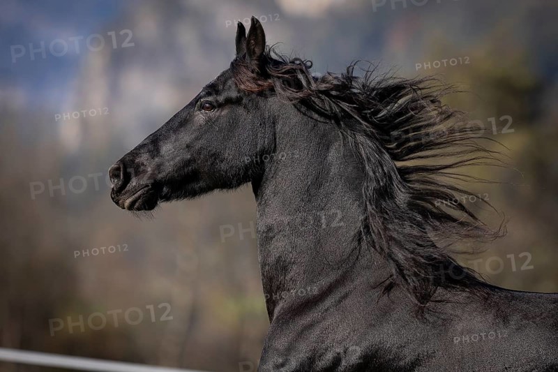 Frisian gelding in the pasture in autumn