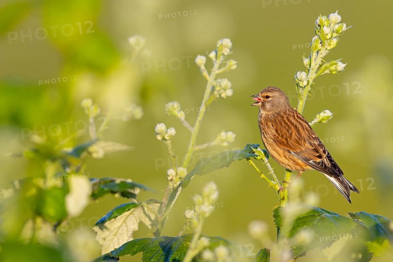 Linnet, Common Linnet, Eurasian Linnet, (Carduelis cannabin), (Acanthis cannabina), Linotte mÈlodieuse, Pardillo Com?n