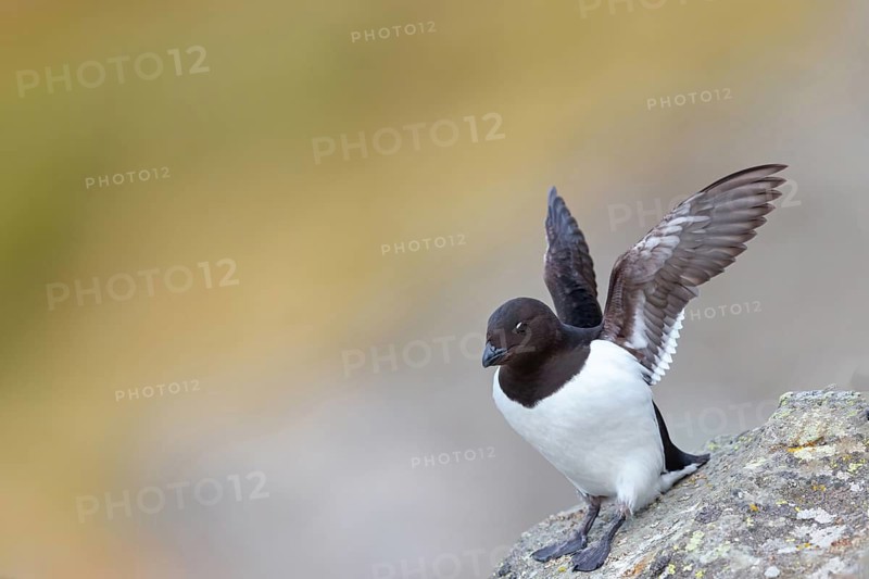 Cory's Grebe, Plautus alle, Dovekie, Little Auk, (Mergule nain), Mérgulo atlántico, Longyearbyen, Svalbard / Spitsbergen, Norway