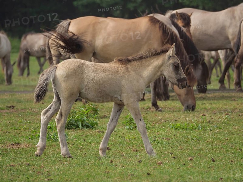 A foal runs in a meadow, surrounded by other wild horses in a natural environment, merfeld, North Rhine-Westphalia, Germany