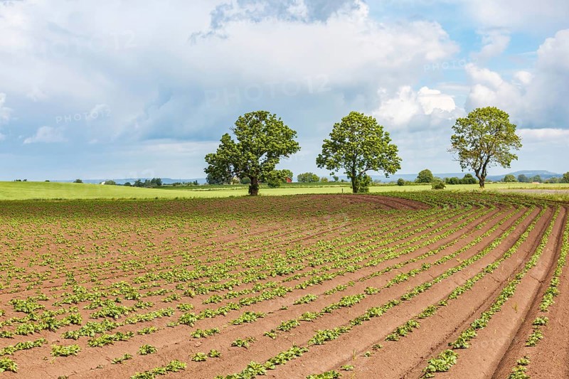 Potato cultivation on a field in the countryside