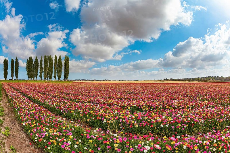 Multi-colored garden buttercups bloom in fields in southern Israel. Spring blue sky and light white clouds. The magnificent nature of Israel. Picturesque huge fields of flowers