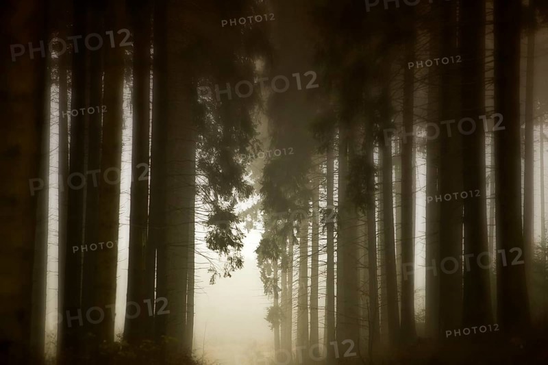 Traumatic path in a forest