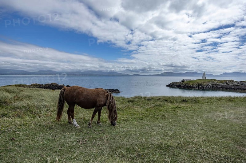 Brown horse grazing on a green meadow by the sea with Twr Mawr Lighthouse in the background, Ynys Llanddwyn, Newborough, Anglesey, Wales, United Kingdom