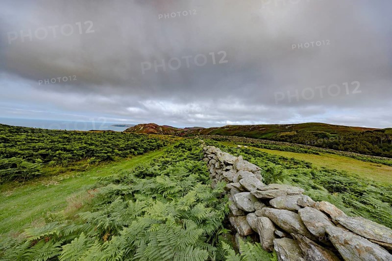 Hilly landscape with green meadows, bracken and stone wall, dry stone wall on the edge of Snowdonia National Park, Penmaenmawr, Dwygyfylchi, Caernarfonshire, Conwy County Borough, Wales, United Kingdom