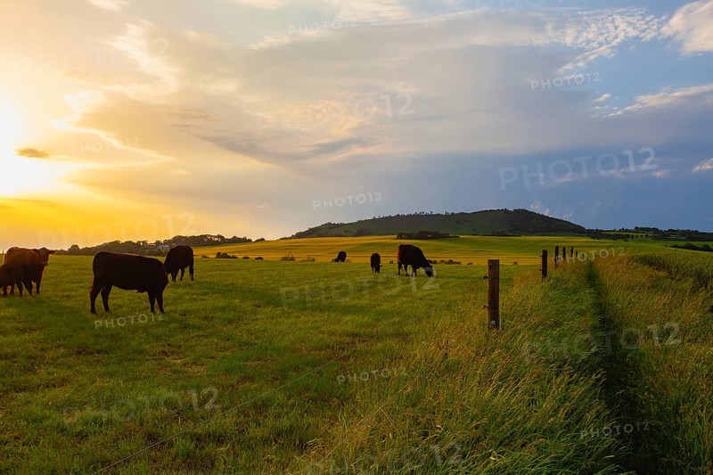 On the pasture in Central Bohemian Highlands, Czech Republic. Central Bohemian Uplands is a mountain range located in northern Bohemia. The range is about 80 km long