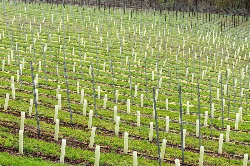 Young hop fields for the local beer brewery at the Dutch countryside around Slenaken, The Netherlands