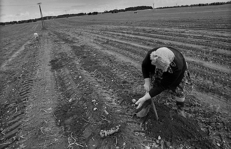 Germany, Trinwillershagen, 16.9.1991, Farmer's wife picking potatoes