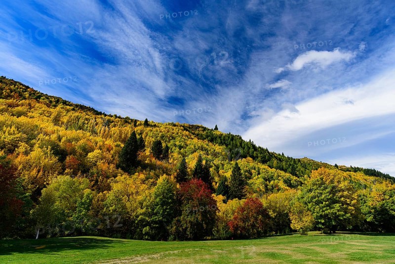 Forest with autumn leaves in Arrowtown, New Zealand