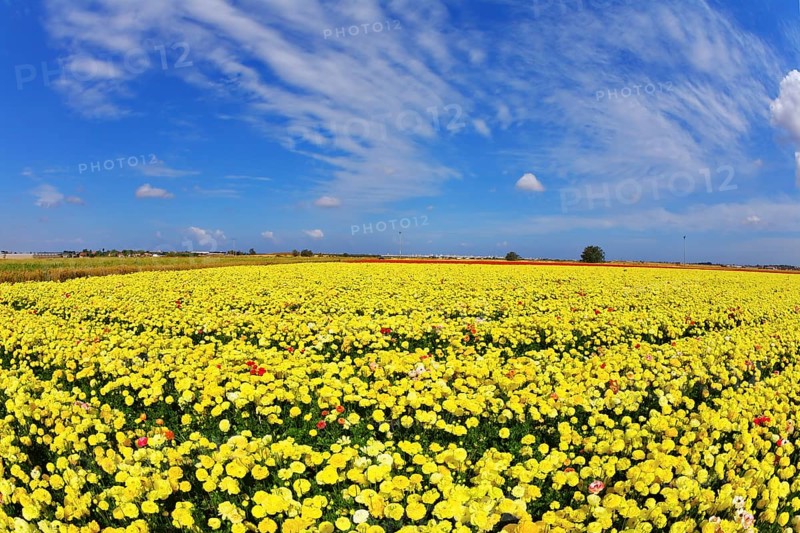 Solar spring day in fields flowers buttercups