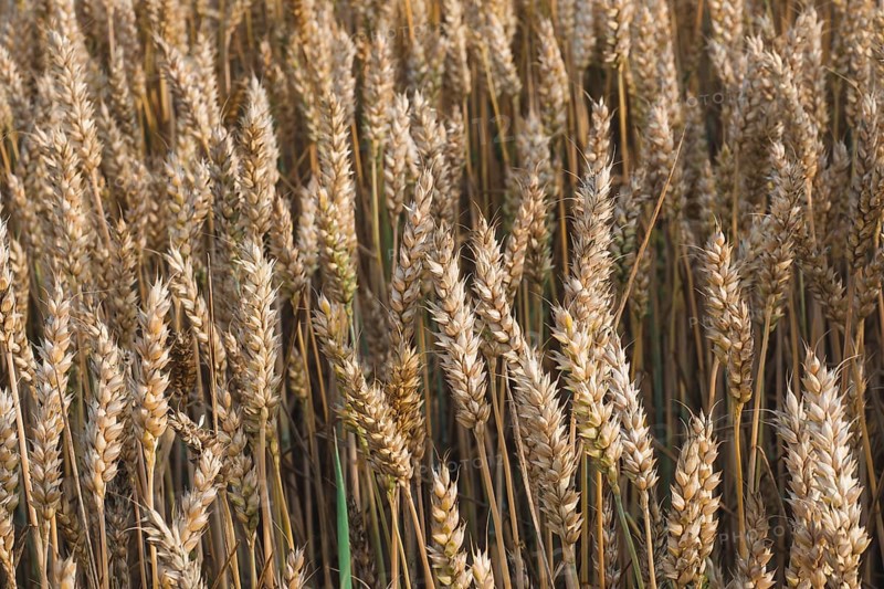 Wheat field. Golden ears of wheat on the field. Background of ripening ears of meadow wheat field. Rich harvest Concept