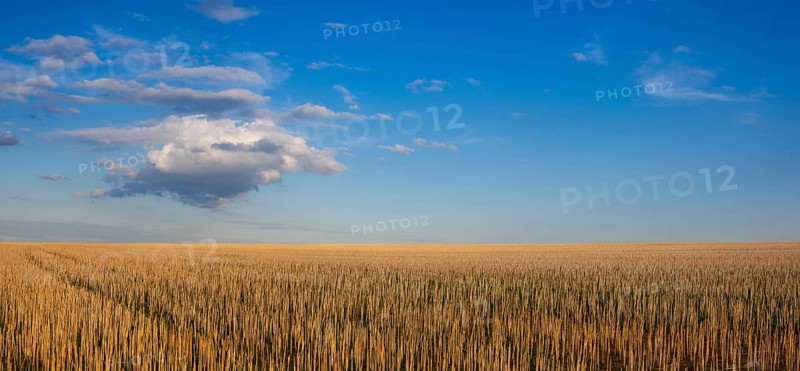 The field after harvesting in sunny day. Panorama picture with mowed wheat field under sunny day. Czech Republic