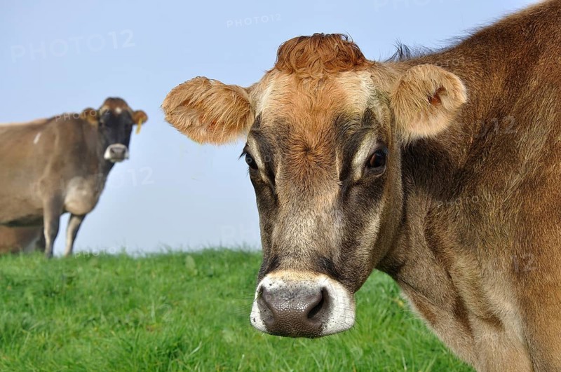 Jersey cow on pasture in morning mist, West Coast, New Zealand