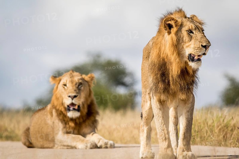 Two young male Lion brothers in the Kruger National Park, South Africa