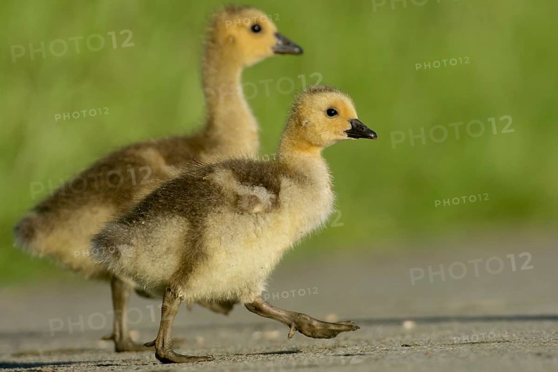 Canada Goose goslings