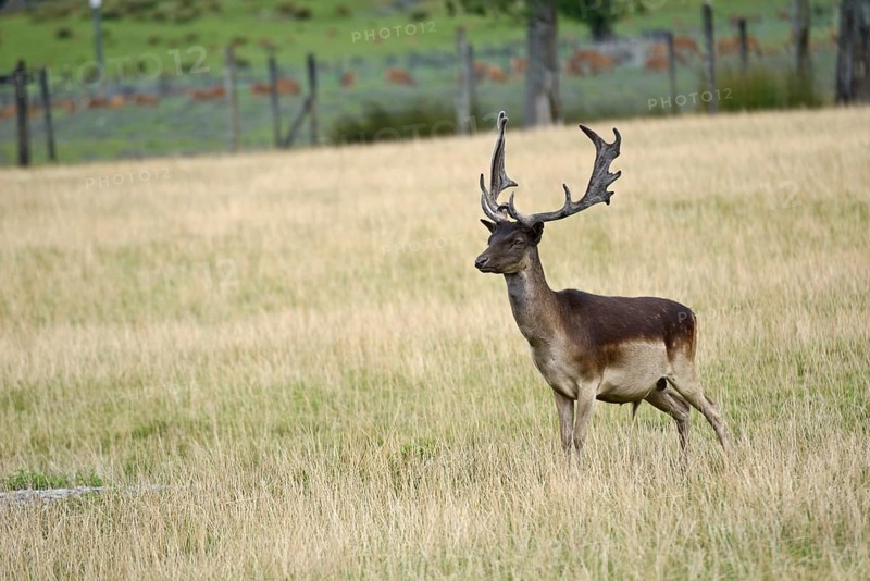 A fallow deer buck, Dama dama, with an impressive set of antlers in his paddock on the West Coast