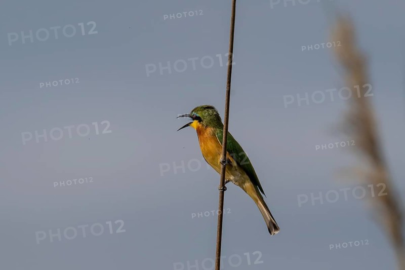 Bee-eater (Merops apiaster) sitting on a reed, Moremi Game Reserve, Okavango Delta, Maun, Botswana