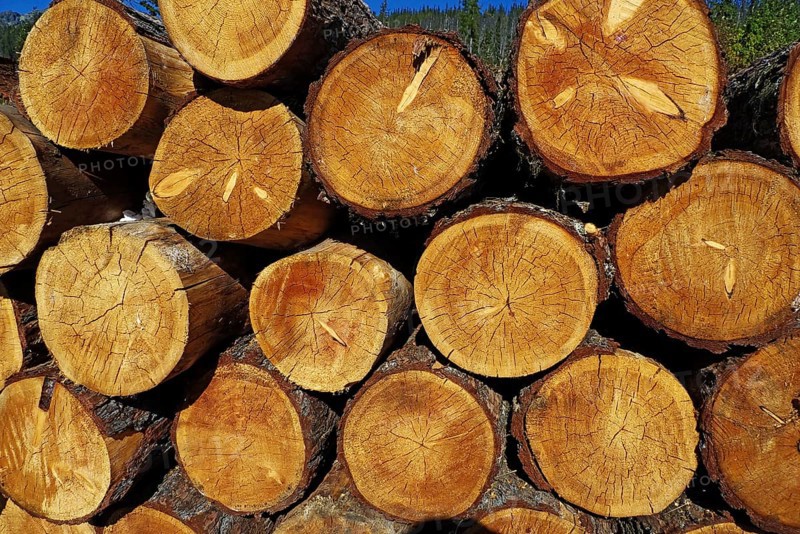 Stack of logs in forest