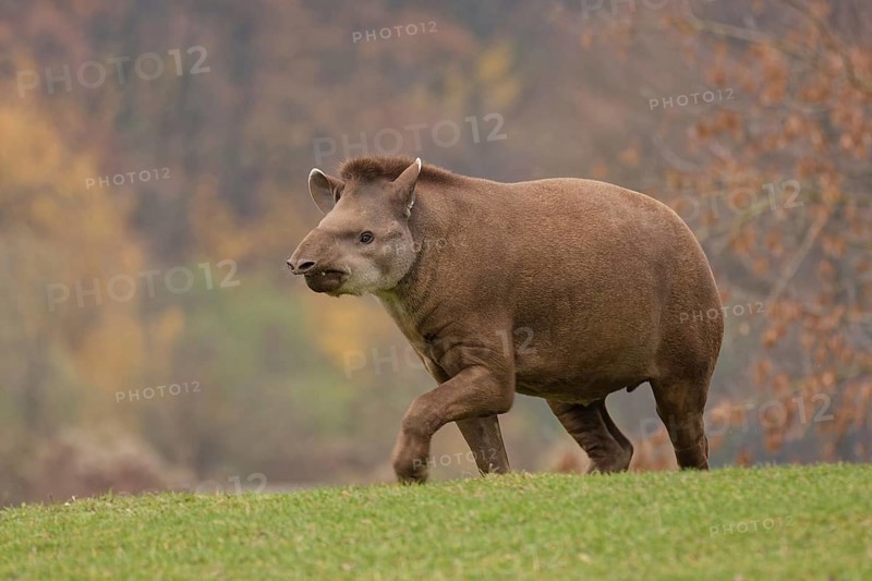 Tapir on green grass. tapir, wetlands, herbivore, endangered, hoofs, conservation, mammals, tapiridae, natural, walking, wild, animal, outdoor, nature, green, grass, mammal, wildlife, close up, tropical, tapirus, grey, brown, nose, side view, ungulate, pantanal, brazil, field, eating, pasture, Po