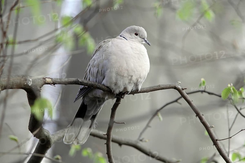 Collared Dove, Streptopelia decaocto, Collared Dove