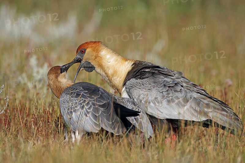 Black-faced Ibis, Theristicus melanopsis, feeding young bird, Patagonia, Argentina