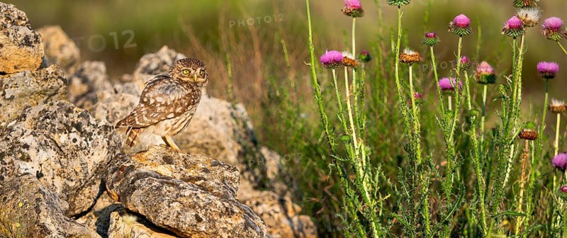 Little Owl, Athene noctua, Mediterranean Forest, Castilla y Leon, Spain