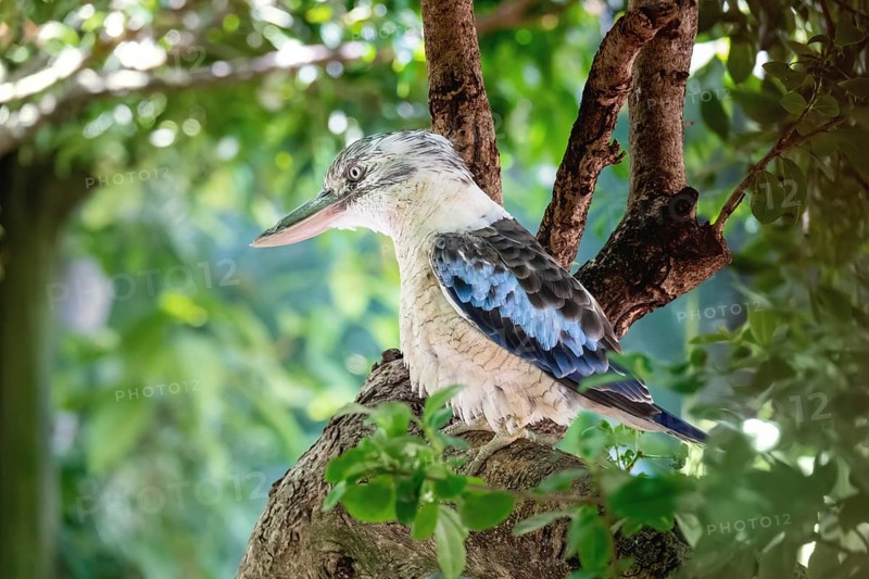 An image of a typical kookaburra bird