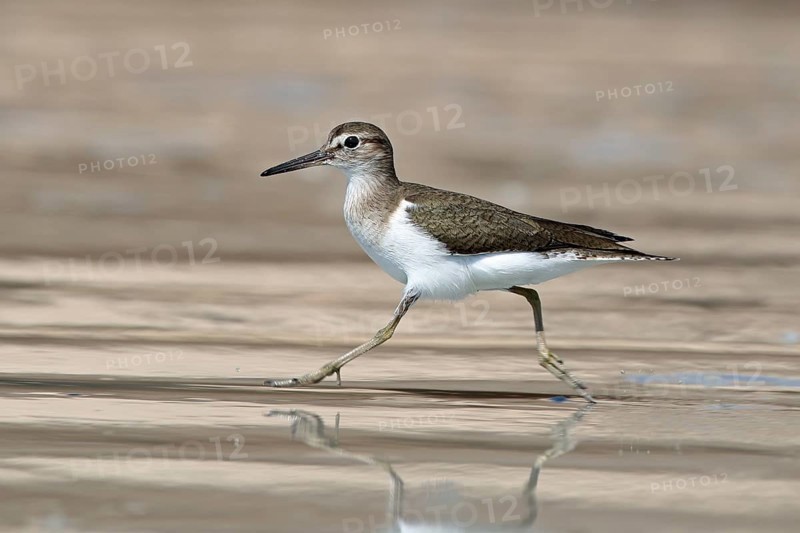 Common sandpiper, Actitis hypoleucos