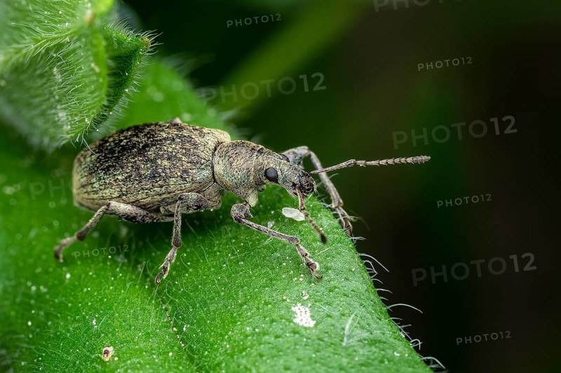 Beetle of Otiorhynchus on a strawberry leaf