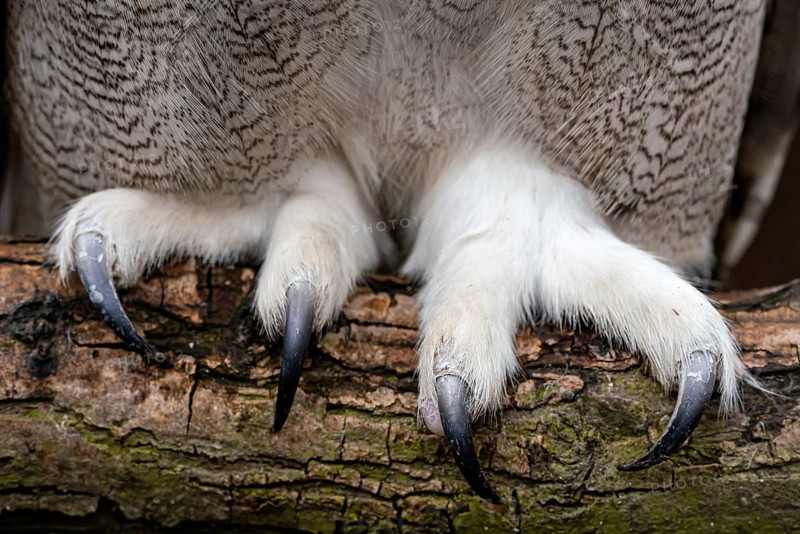 Close up of the claws of a Siberian Eagle Owl, Bubo bubo sibiricus
