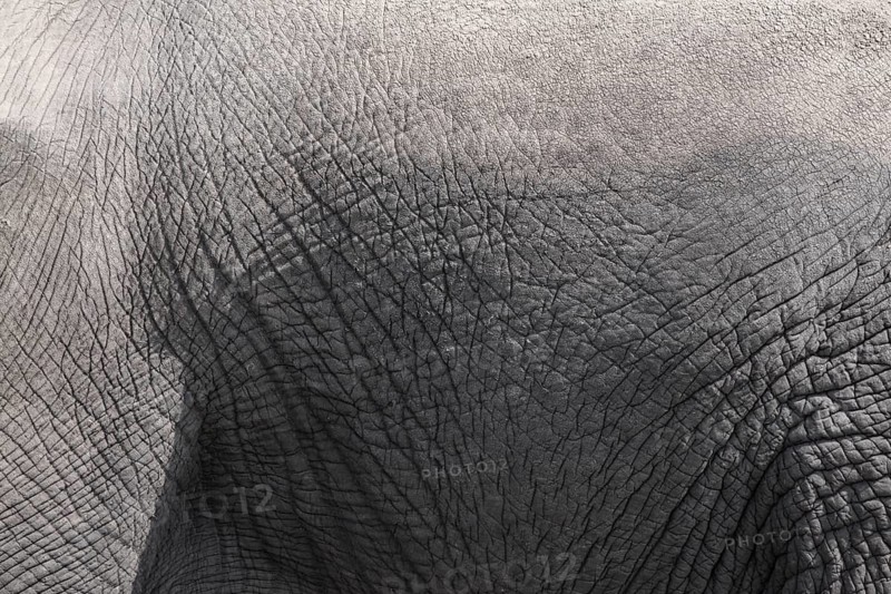 Closeup of skin of grey elephant as background