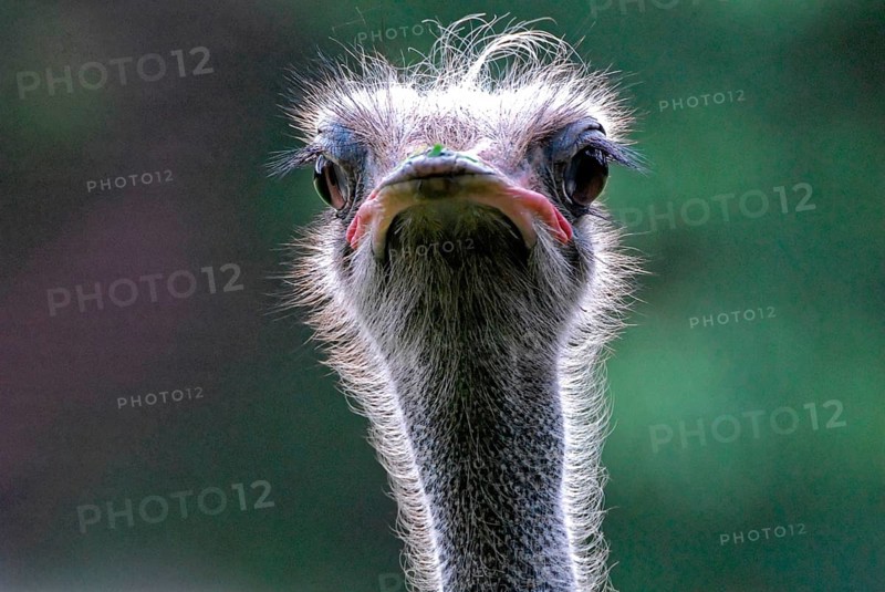 Portrait of an ostrich, (Struthio camelus), captive, close-up of an ostrich with striking eyes and feathers