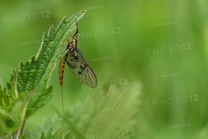 Mayfly (Ephemeroptera)