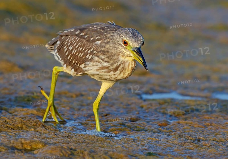 Black-crowned Night Heron, Night Heron, Black-crowned Night-Heron, Nycticorax nycticorax, Bihoreau gris, Héron bihoreau, Martinete Común Muscat, Quarayyat, Muscat, Oman