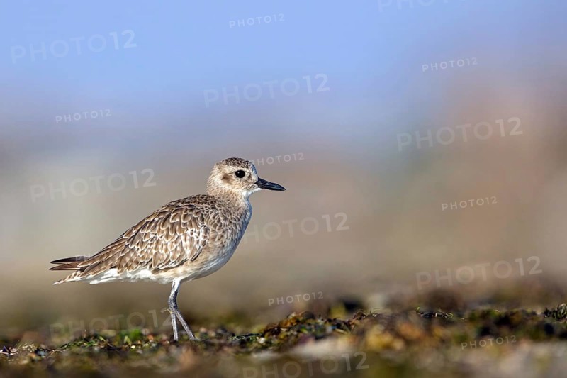 Little Ringed Plover, (Pluvialis squatarola), animal, animals, bird, birds, biotope, habitat, foraging, plover family, Arctic Tundra Barr Al Hikman, Ash Sharqiyah South, Oman