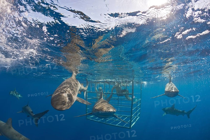 Galapagos sharks, Carcharhinus galapagensis, Oahu, Pacific, Hawaii, USA