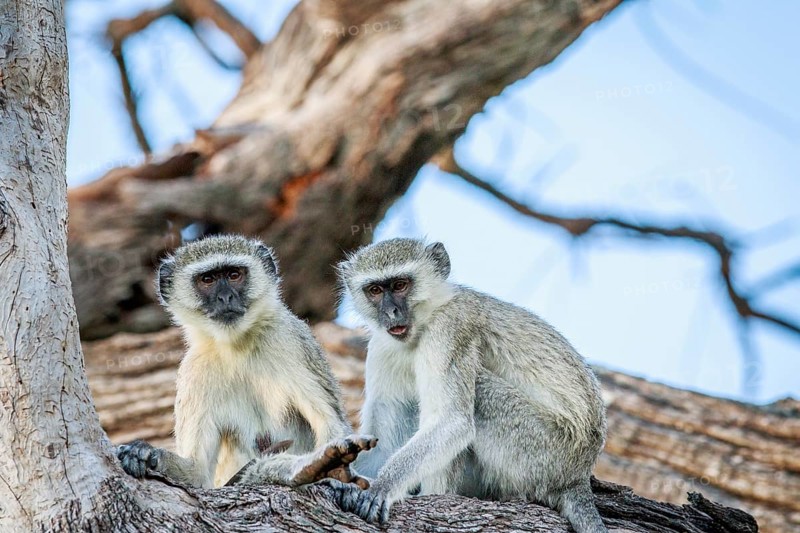 Vervet monkey family sitting in a tree in the Chobe National Park, Botswana