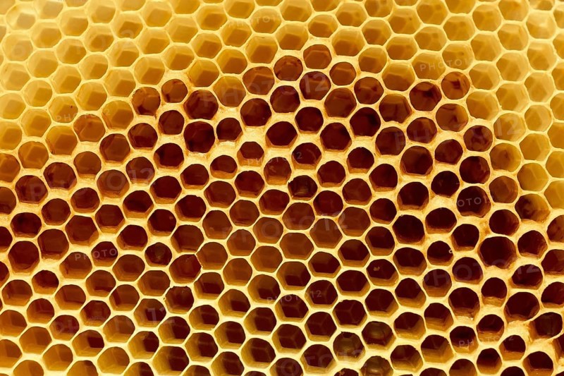 Fragment of honeycomb with empty cells in bright sunlight