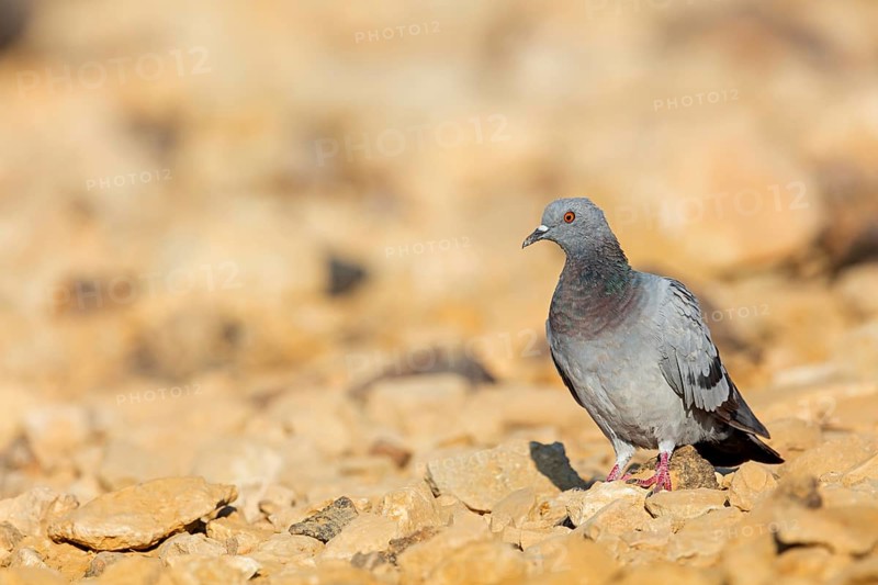 Rock pigeon, (Columba livia), animals, birds, family of pigeons, ancestral form of the domestic pigeon and urban pigeon, feral form, Celias Waterhole, Ezuz, HaDarom, Israel